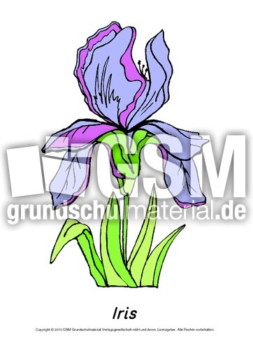 Frühlingsblüher-Tafelkarten-Iris.pdf